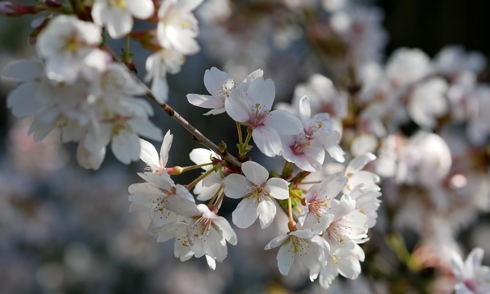 uj ev nem januarban kezdodott 4