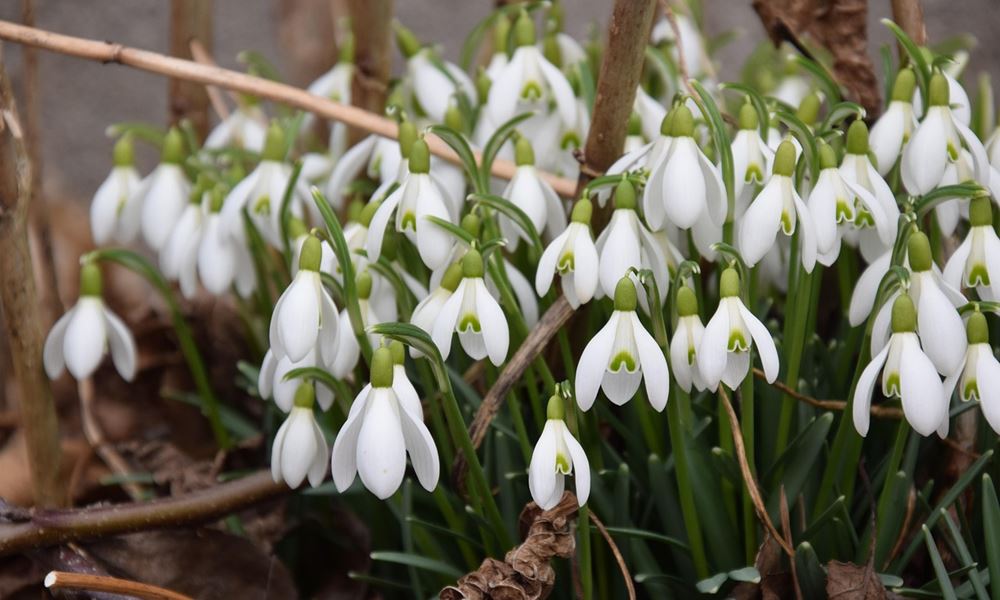 uj ev nem januarban kezdodott 5