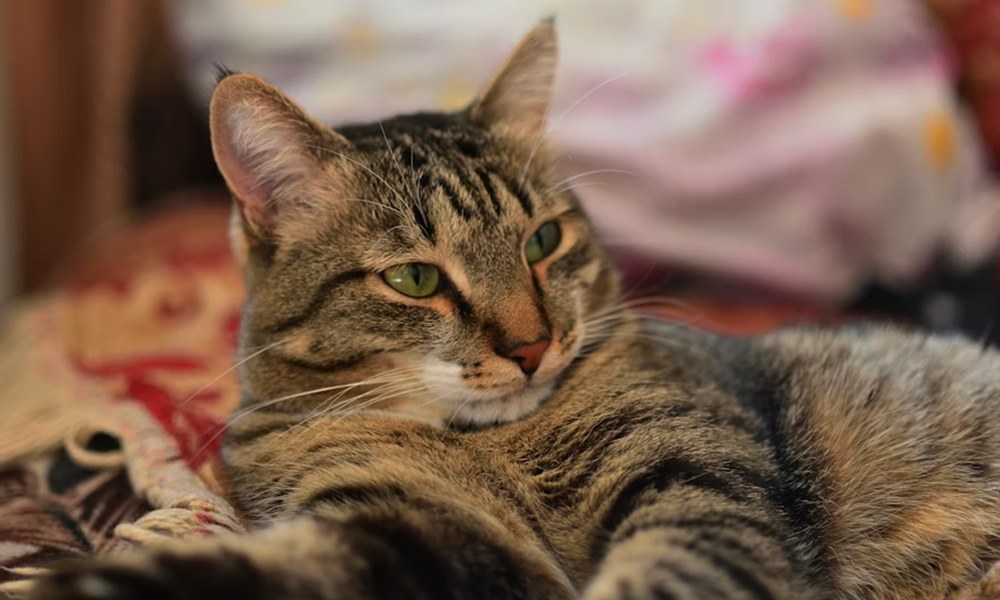 idosodik a kutyad vagy a cicad 1