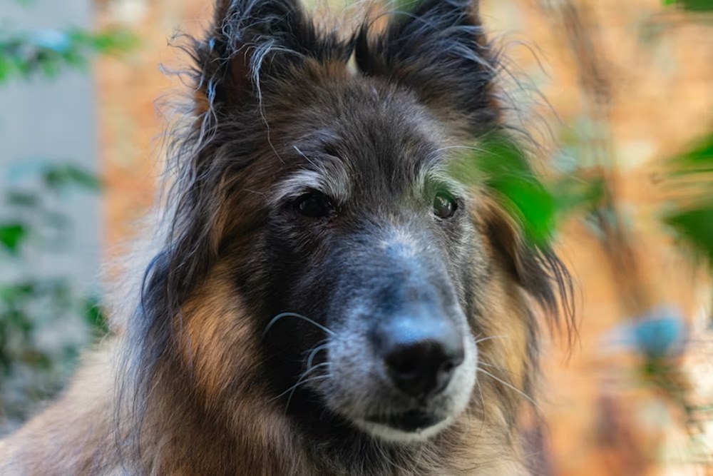 idosodik a kutyad vagy a cicad 2