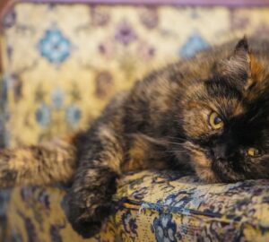 idosodik a kutyad vagy a cicad