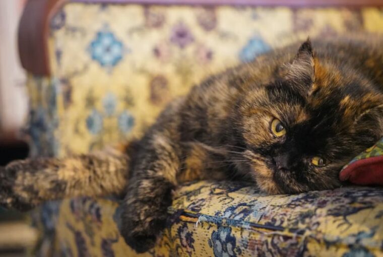 idosodik a kutyad vagy a cicad