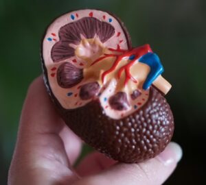 orizzuk meg veseink egeszseget