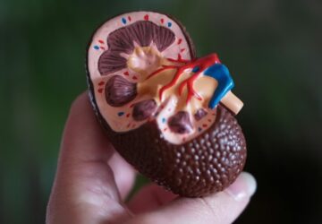 orizzuk meg veseink egeszseget