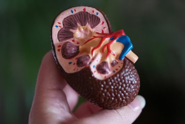 orizzuk meg veseink egeszseget