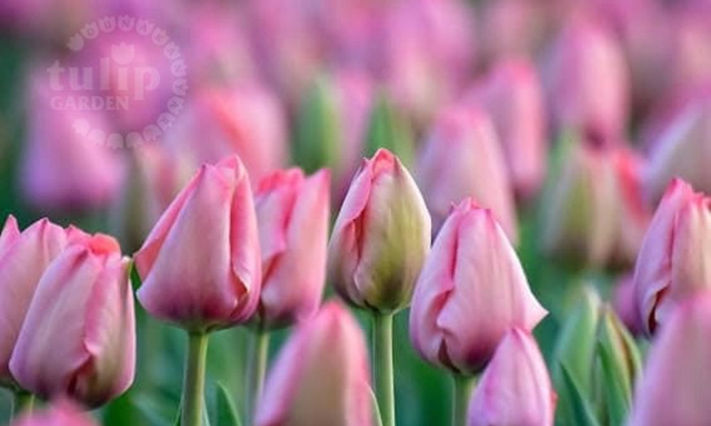 tulipan dunakanyarban 1