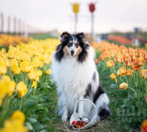 tulipan dunakanyarban 2