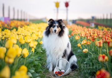 tulipan dunakanyarban 2