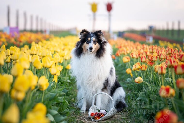 tulipan dunakanyarban 2