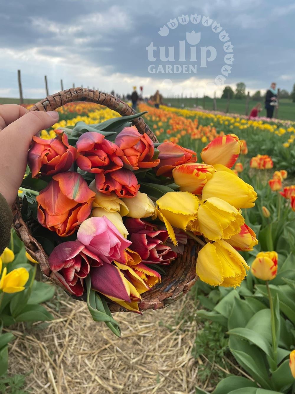 tulipan dunakanyarban 3